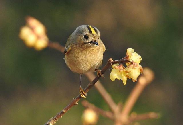 盘点地球上最“迷你”的9种鸟类：吸蜜蜂鸟第一名
