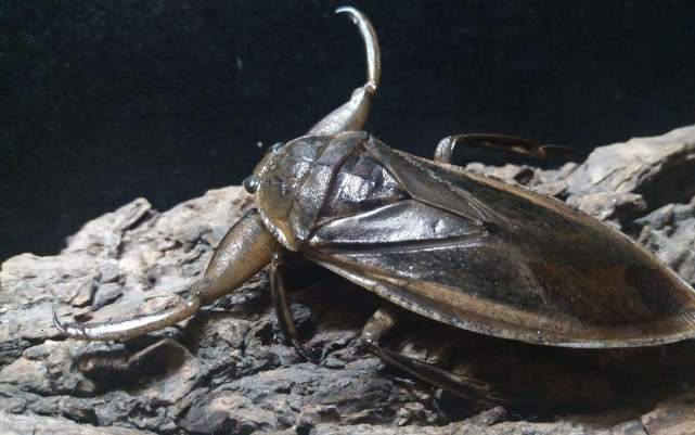 盘点自然界中最危险的12种昆虫，沙漠蛛蜂排第一名