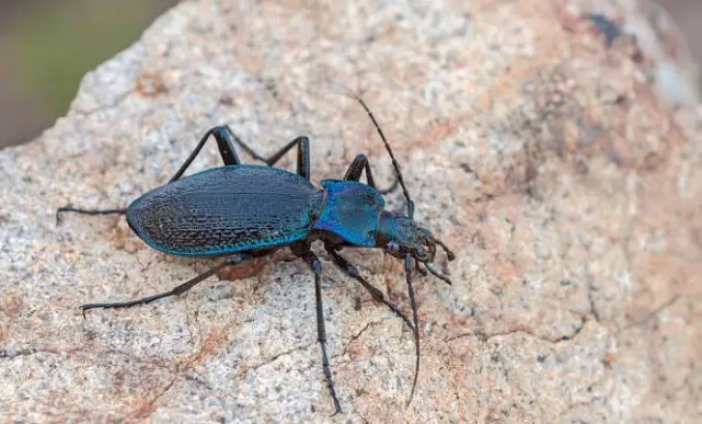 盘点自然界中最危险的12种昆虫，沙漠蛛蜂排第一名