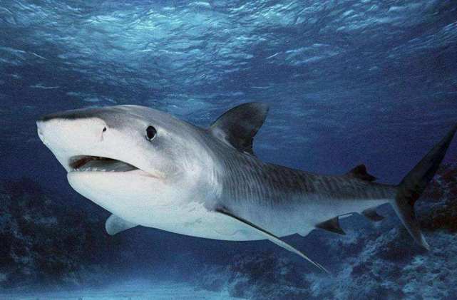 盘点自然界中攻击力最强的10种动物：虎鲨第二，虎鲸第一