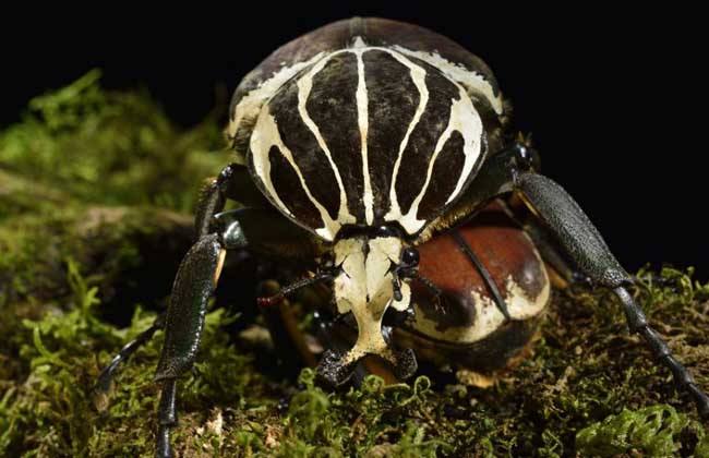 盘点自然界中15种巨型昆虫，泰坦甲虫体长达23厘米