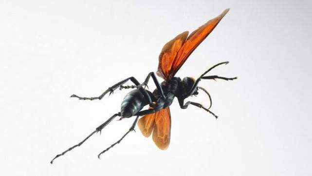 盘点自然界中15种巨型昆虫，泰坦甲虫体长达23厘米