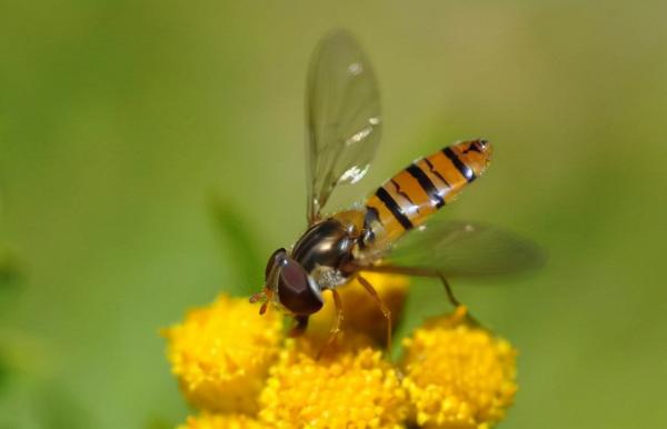 盘点对人类有益的10种昆虫，蜜蜂、七星瓢虫双双上榜