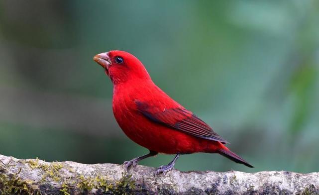 盘点世界上的10种红色的著名鸟类，美洲红鹮位居榜首