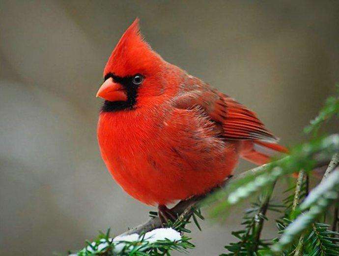 盘点世界上的10种红色的著名鸟类，美洲红鹮位居榜首