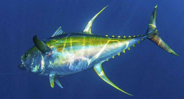 盘点游泳最快的10种鱼类：旗鱼、剑鱼包揽前二位
