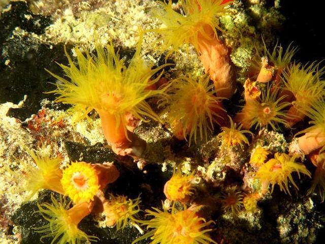 盘点身披黄色外衣的10种动物：黄色海葵上榜，你见过吗？