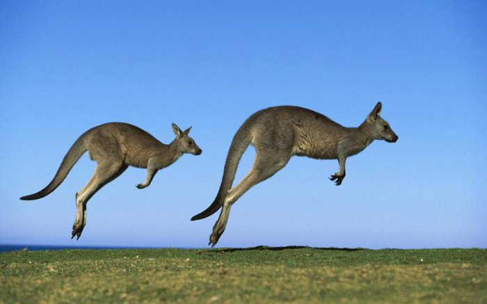 盘点10种动物世界的跳高冠军：袋鼠仅居第三