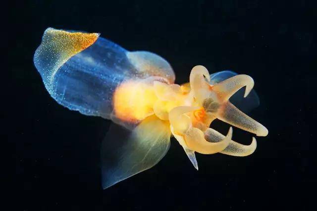 世界上10种特别的软体动物：明蛤上榜，你都见过几种？