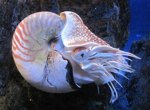 世界上10种特别的软体动物：明蛤上榜，你都见过几种？