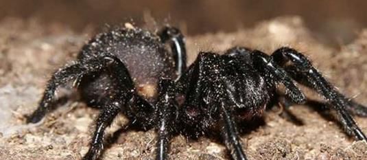 中国发现最早的蜘蛛：金钱活门蛛数量及其稀少