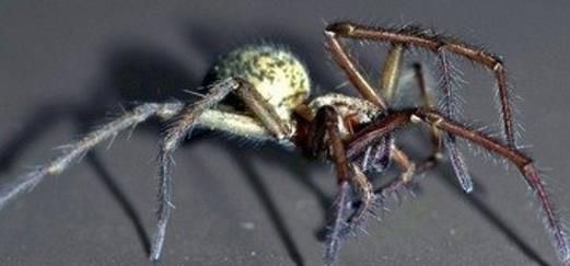 中国发现最早的蜘蛛：金钱活门蛛数量及其稀少