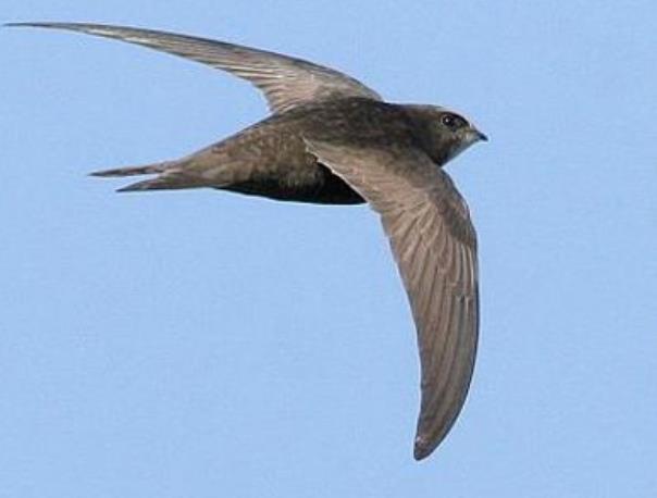 世界上飞的最快的鸟：尖尾雨燕最快时速达352千米