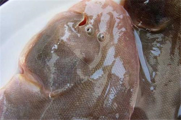 世界上眼睛最奇特的鱼：比目鱼长在同一侧