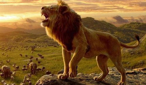 盘点战力最强的12种动物：狮子老虎上榜，冠军是虎鲸