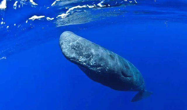 自然界中声音最大的10种动物，抹香鲸可发出230分贝声音