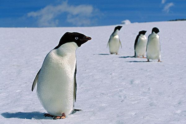世界上最萌的9种动物：熊猫、企鹅、考拉全上榜