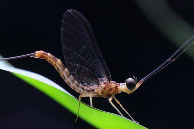 盘点世界十大昆虫的吉尼斯纪录，你认识几种？