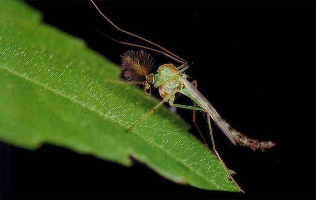 盘点世界十大昆虫的吉尼斯纪录，你认识几种？