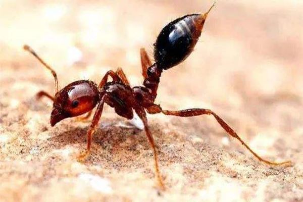 世界十大最毒的毒虫，黑寡妇蜘蛛排名第一
