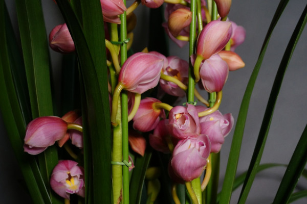 十大最香的耐寒的花：梅花、水仙花双双入榜！