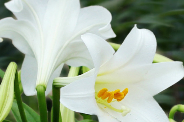 十大最香的耐寒的花：梅花、水仙花双双入榜！