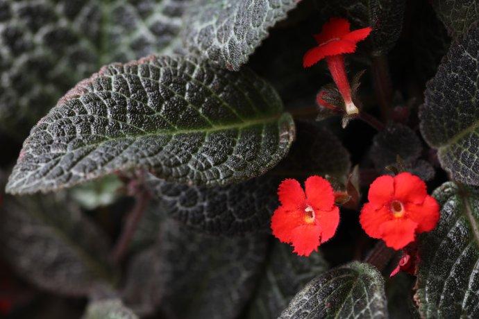 最耐阴的十大漂亮植物：蝴蝶兰榜上有名，你养了吗？