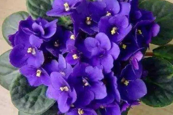 最耐阴的十大漂亮植物：蝴蝶兰榜上有名，你养了吗？