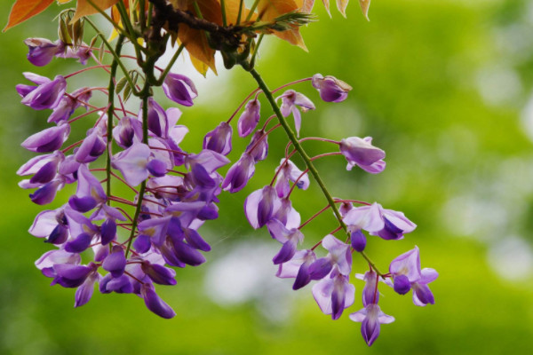 世界十大最凄凉的花：蒲公英上榜，紫藤花居首