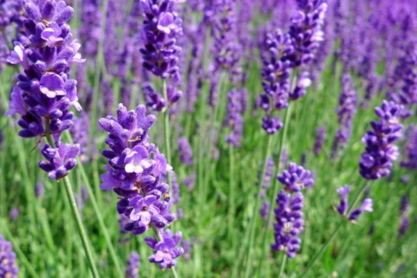 世界十大最凄凉的花：蒲公英上榜，紫藤花居首