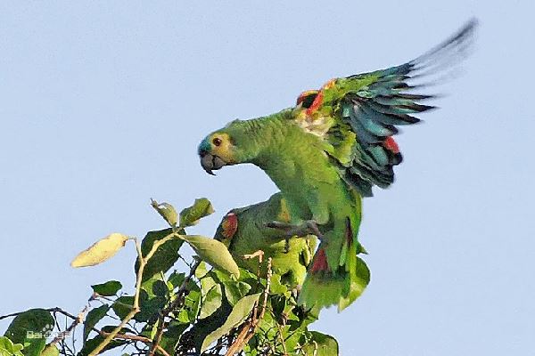 世界六大珍稀野生鹦鹉，波多黎各亚马逊鹦鹉居第一