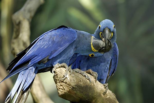 世界六大珍稀野生鹦鹉，波多黎各亚马逊鹦鹉居第一