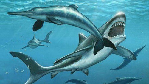 史上牙齿最长的鲨鱼，巨牙鲨牙齿最大有17厘米