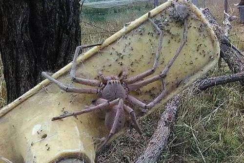 世界上最大的蜘蛛有多大？蜢蜘爪子张开有38厘米宽
