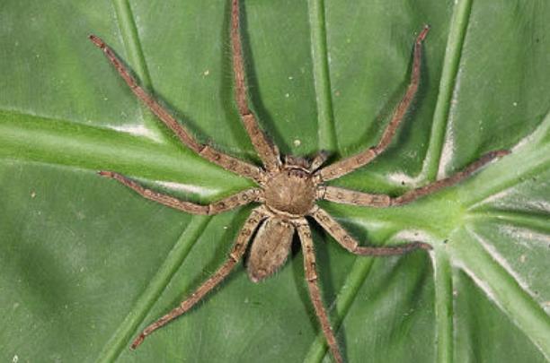 世界上最大的室内蜘蛛：白额高脚蛛是蟑螂克星
