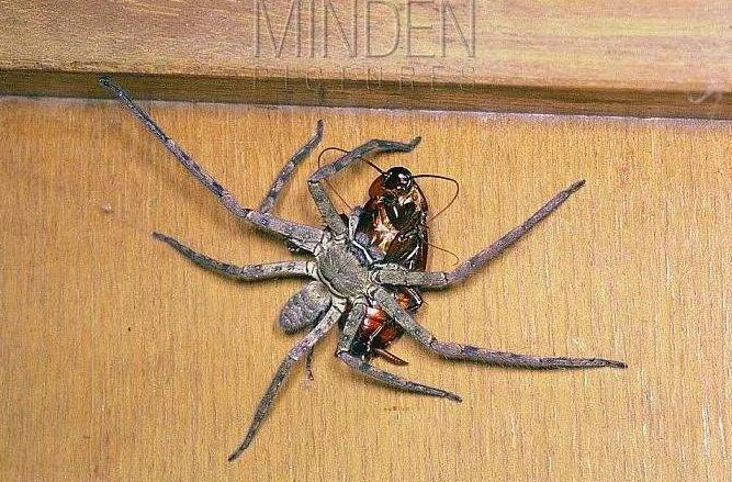 世界上最大的室内蜘蛛：白额高脚蛛是蟑螂克星
