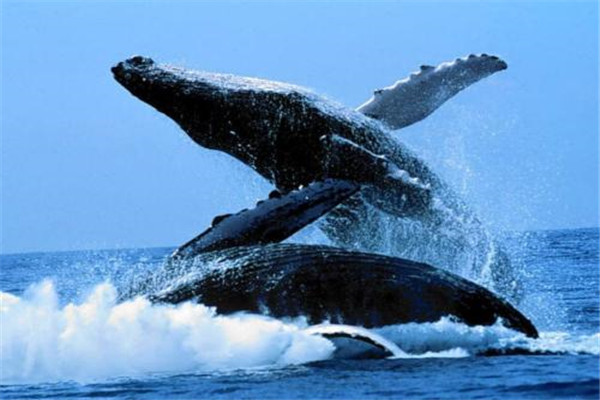 世界上最大的动物阴茎：蓝鲸阴茎长度超1.8米