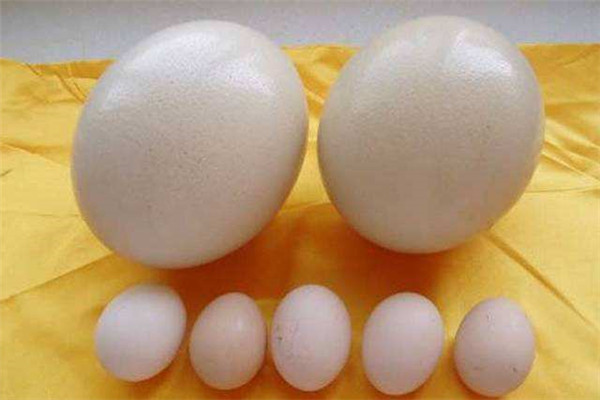 世界上最大的鸡蛋吉尼斯世界纪录：8厘米长，重约160克