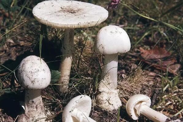 世界上最毒的十大蘑菇：死亡帽居魁首，外表却十分诱人