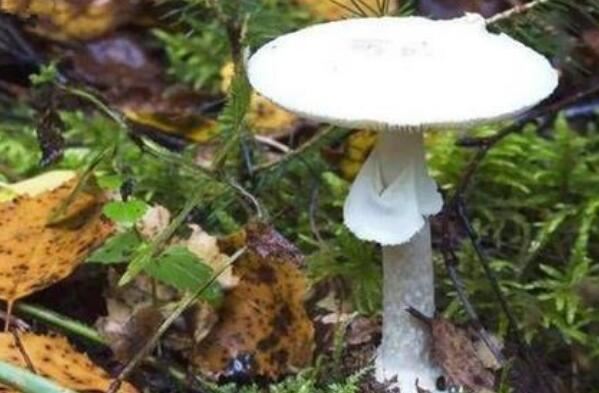 世界上最毒的十大蘑菇：死亡帽居魁首，外表却十分诱人
