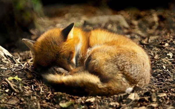 哪些动物睡觉的姿势与众不同？世界十大动物睡觉姿势
