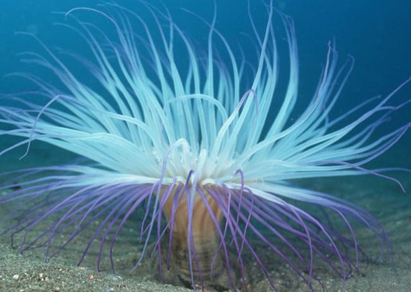 十大可以无性繁殖的动物：海葵和水母全上榜