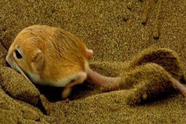 世界十大最小的哺乳动物：星鼻鼹第十，跳鼠第二