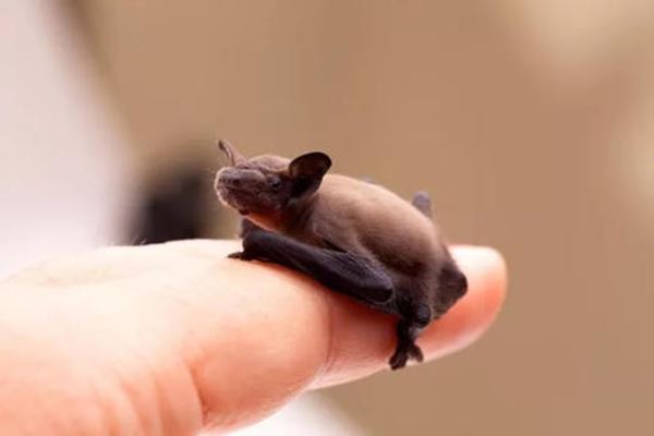 世界十大最小的哺乳动物：星鼻鼹第十，跳鼠第二