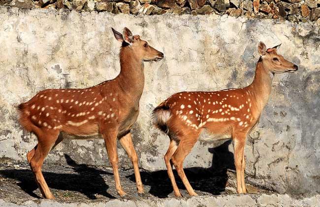 世界上最美的鹿：梅花鹿背上有梅花状的斑点