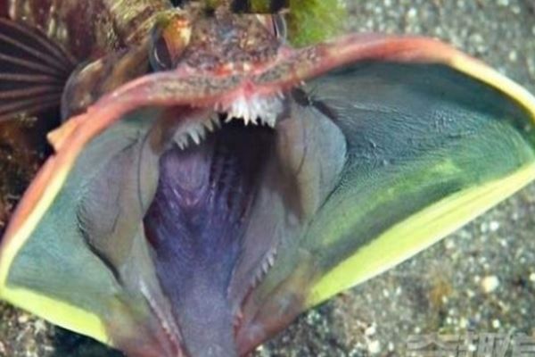世界十大怪异的海洋生物，五彩鳗名列榜首
