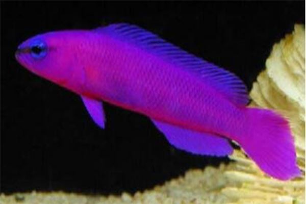 世界十大奇特紫色动物：每种外形惊艳无比