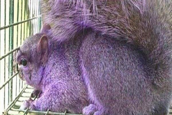 世界十大奇特紫色动物：每种外形惊艳无比
