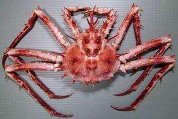 世界十大最奇怪的螃蟹：箭头蟹上榜，你见过几种？