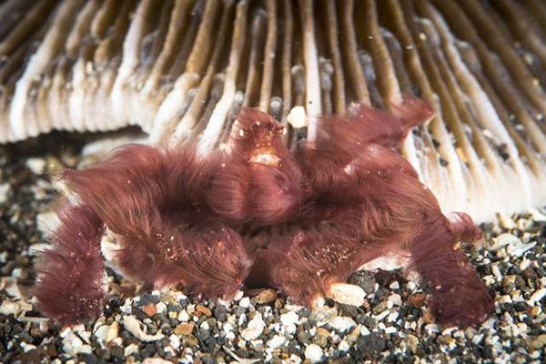 世界十大最奇怪的螃蟹：箭头蟹上榜，你见过几种？